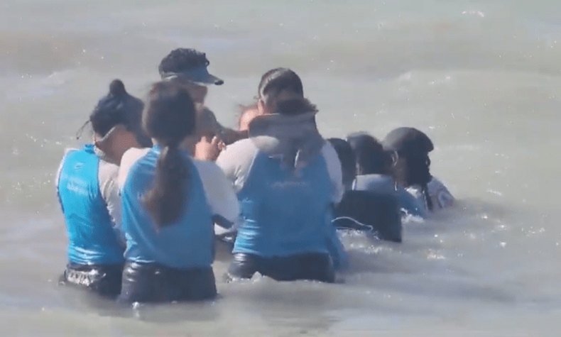 Defin queda varado en playas de Cancún