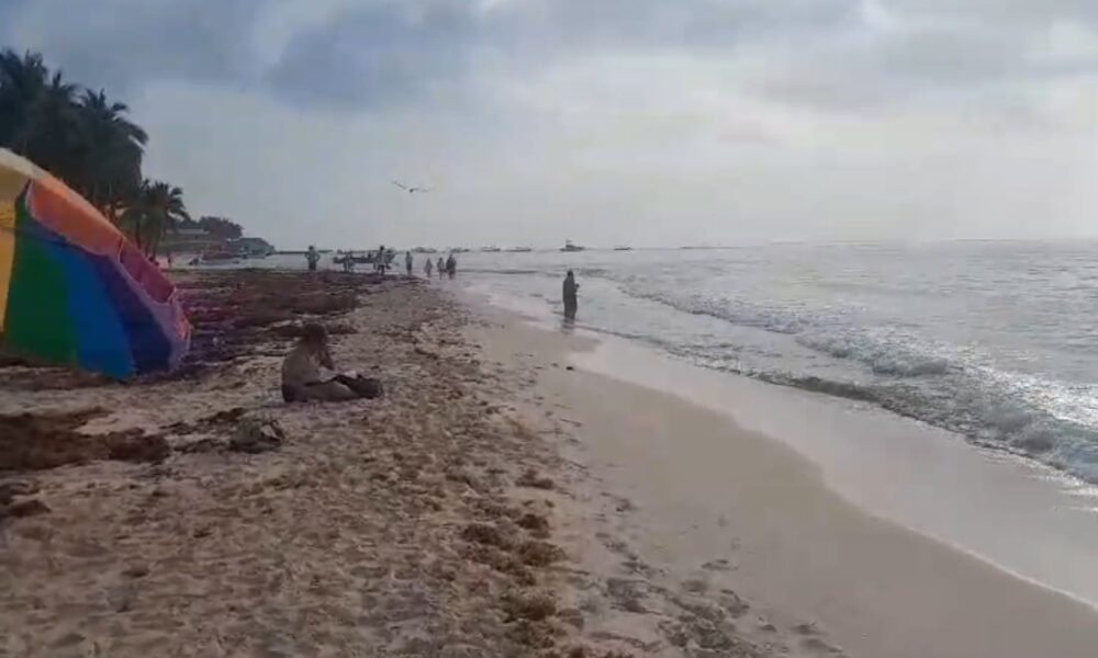 Dimsinuyó recale de sargazo en Playa del Carmen