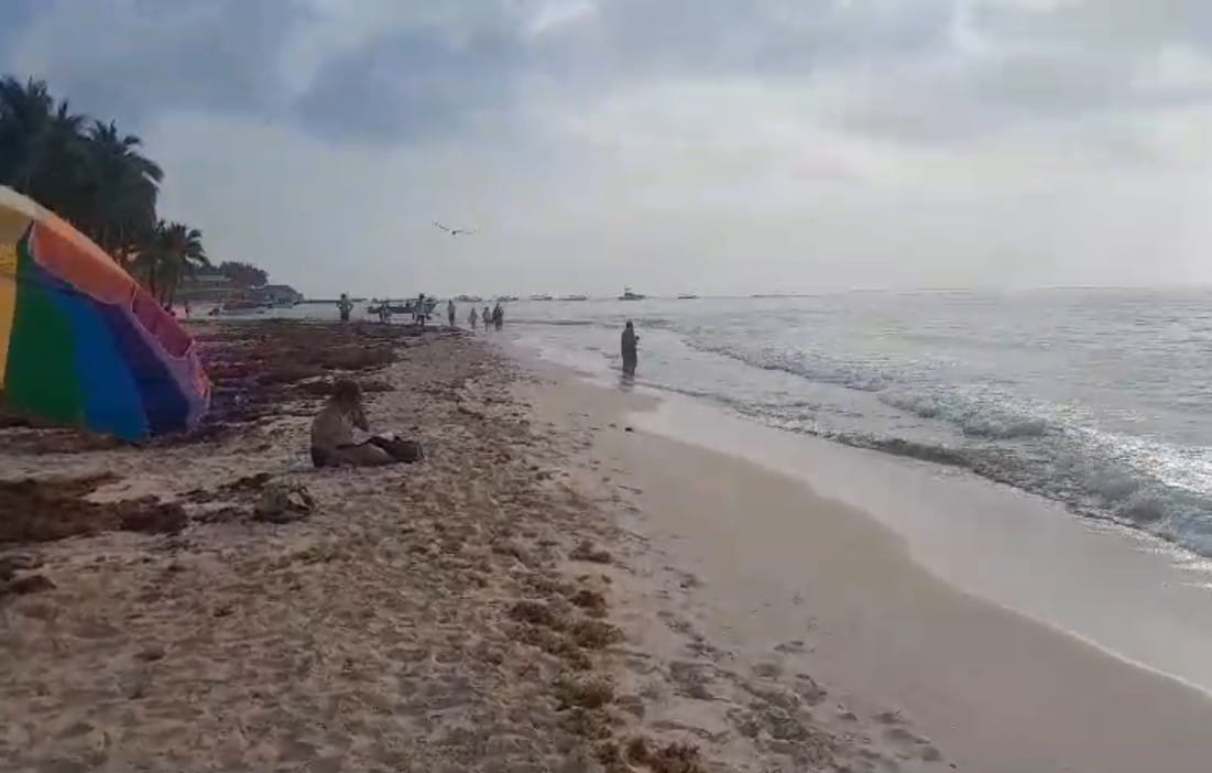 Dimsinuyó recale de sargazo en Playa del Carmen