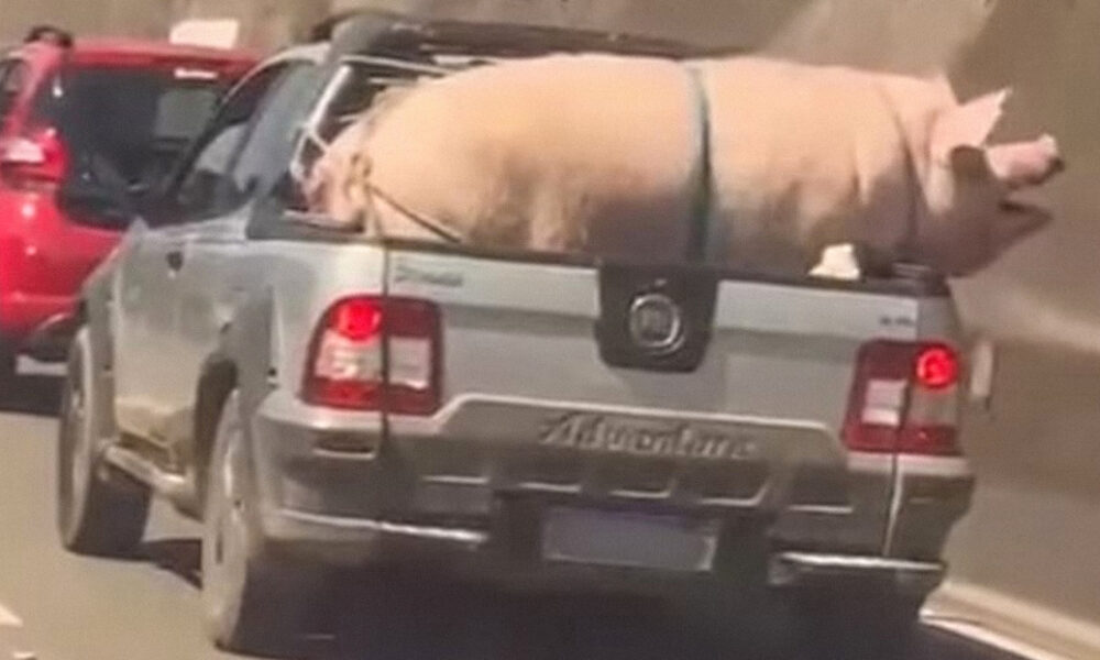 Enorme cerdo salta y casi escapa de una camioneta en plena marcha