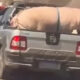 Enorme cerdo salta y casi escapa de una camioneta en plena marcha