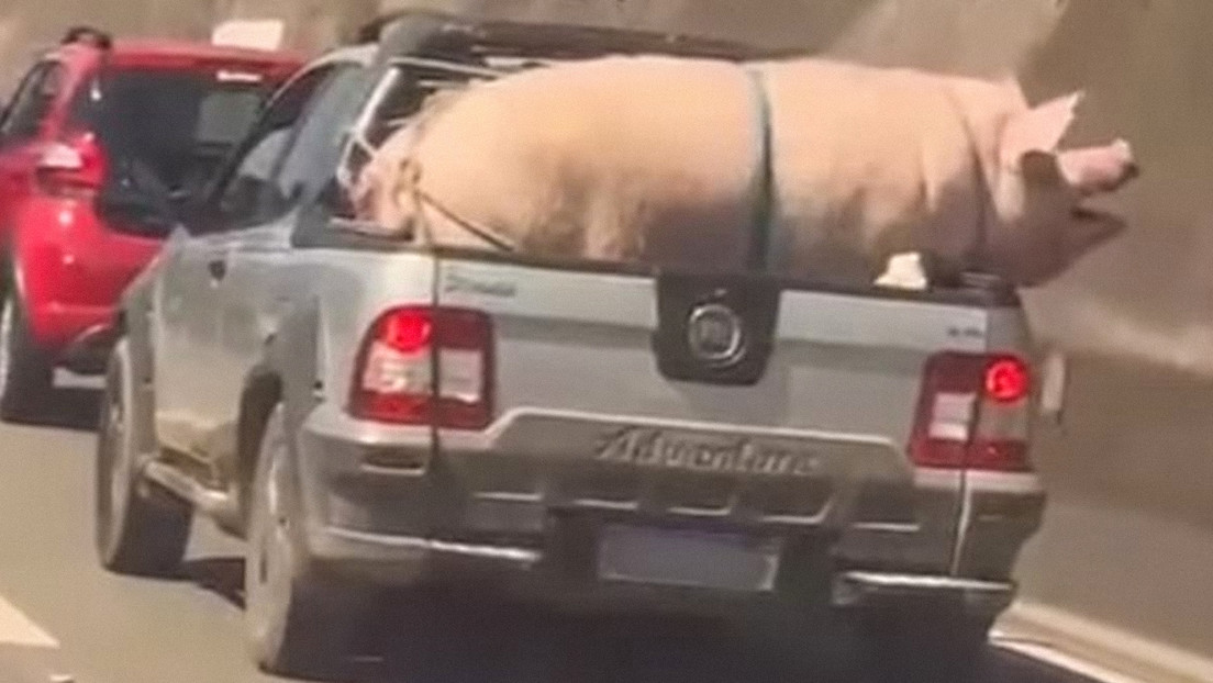 Enorme cerdo salta y casi escapa de una camioneta en plena marcha