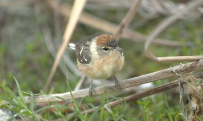 Continúa con el Programa Monitoreo de Aves en Punta Sur