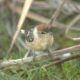 Continúa con el Programa Monitoreo de Aves en Punta Sur