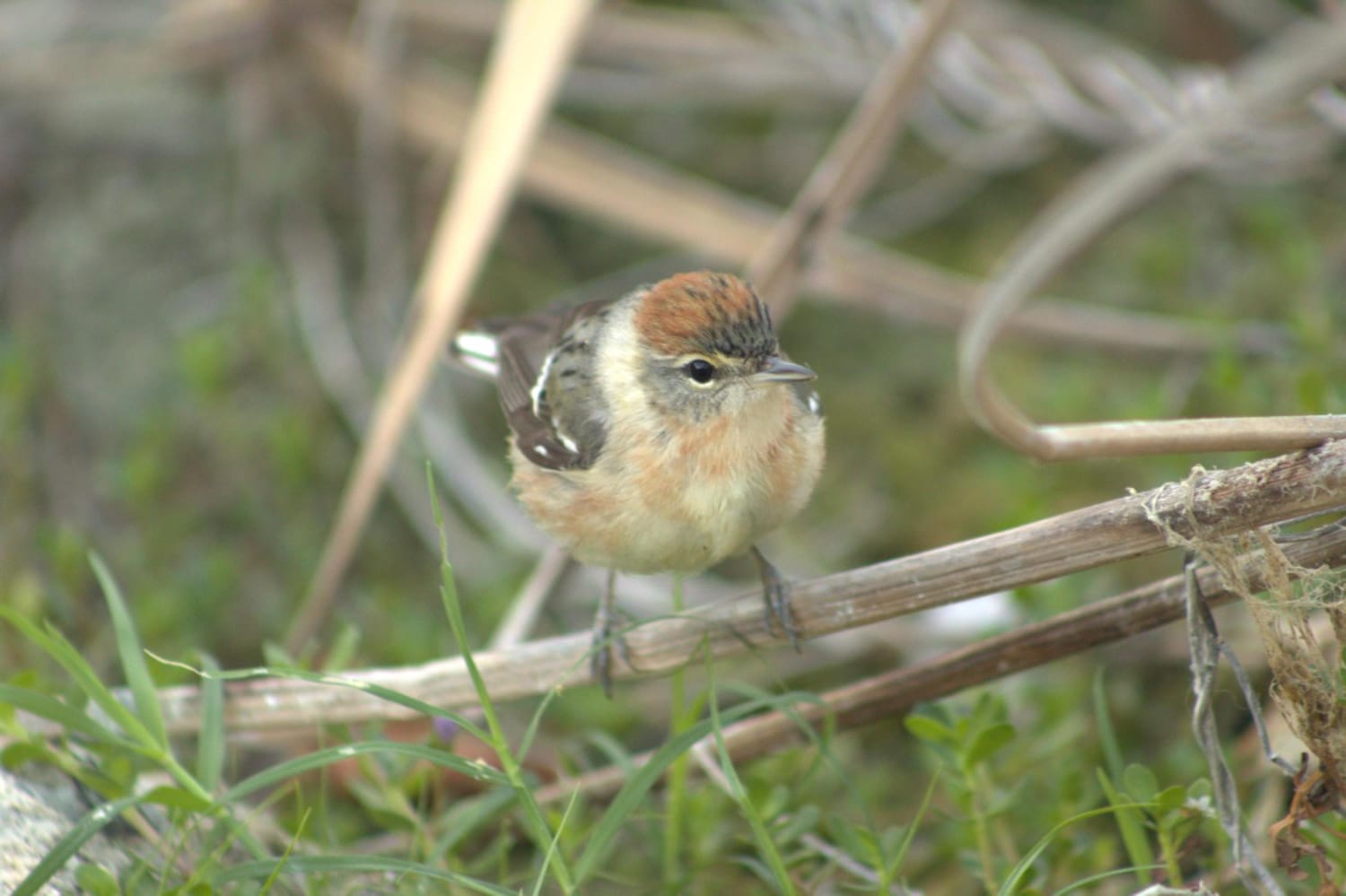 Continúa con el Programa Monitoreo de Aves en Punta Sur