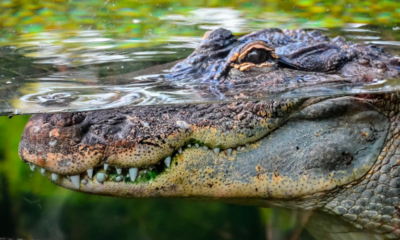 Alertan por temporada de amidación de cocodrilo