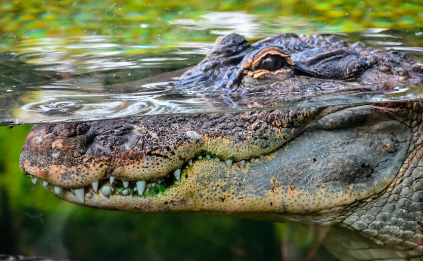 Alertan por temporada de amidación de cocodrilo