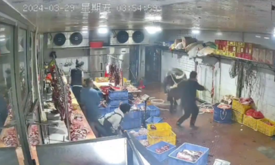 Vaca ataca a empleados de un matadero; el video se vuelve viral