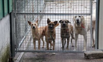 Regularizarán los albergues para mascotas en Cancún