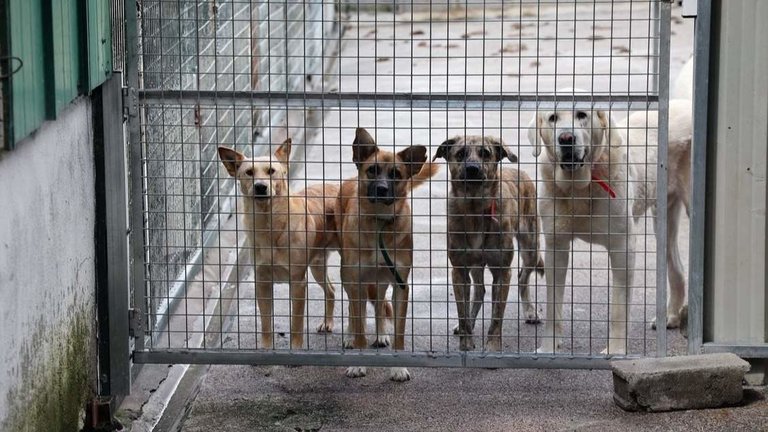 Regularizarán los albergues para mascotas en Cancún