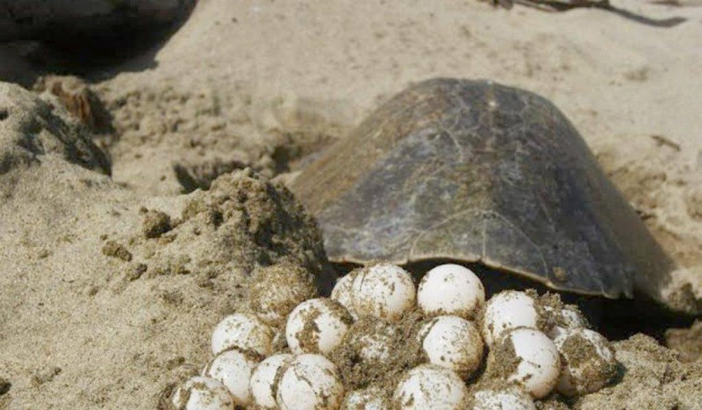 Inicia la temporada de anidación de tortugas en Cancún