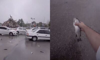 Cae lluvia de peces sobre Irán, conoce este insólito fenómeno