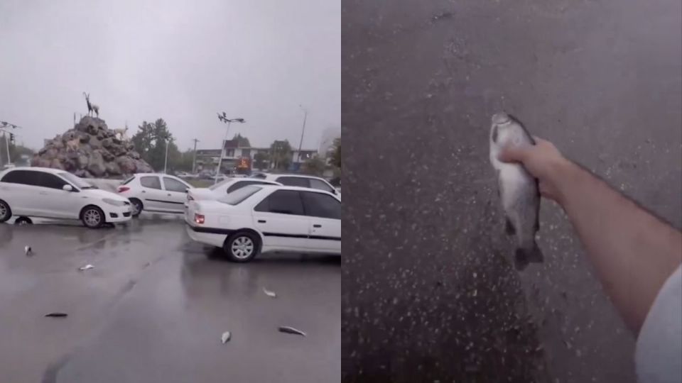 Cae lluvia de peces sobre Irán, conoce este insólito fenómeno