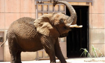 Ely, “la elefanta más triste del mundo”, gana batalla legal y obtiene amparo