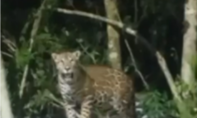 Captan en video a jaguar en el fraccionamiento Aloja de Cancún