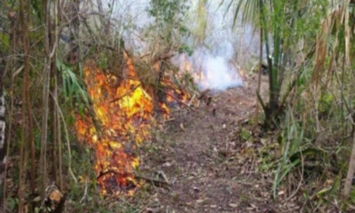 Solidaridad con menos incendios forestales en el mapa estatal de siniestros