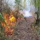 Solidaridad con menos incendios forestales en el mapa estatal de siniestros