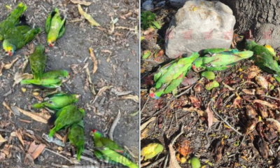 Ola de calor extremo está matando a las aves en San Luis Potosí