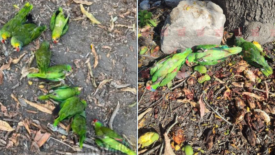 Ola de calor extremo está matando a las aves en San Luis Potosí