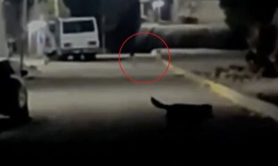 Captan en video a pequeños seres de un metro en México, ¿son duendes o extraterrestres?