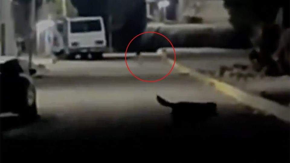 Captan en video a pequeños seres de un metro en México, ¿son duendes o extraterrestres?