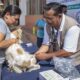 Aplican más de 2 mil dosis de vacunas antirrábicas en Cancún