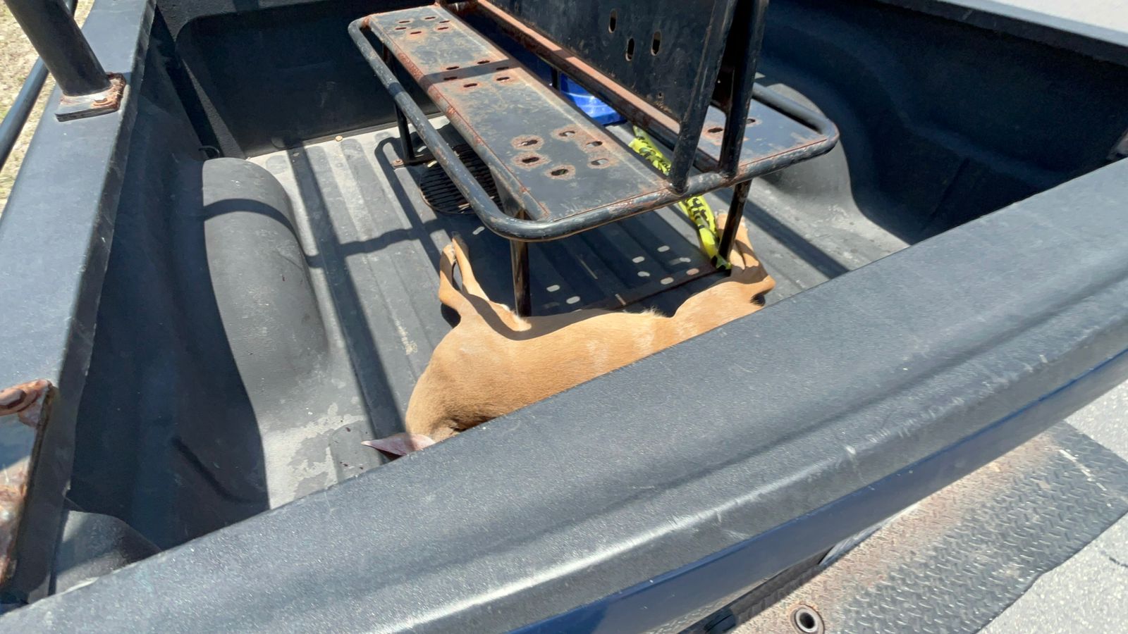 Venado muere atropellado en la carretera federal de Playa del Carmen