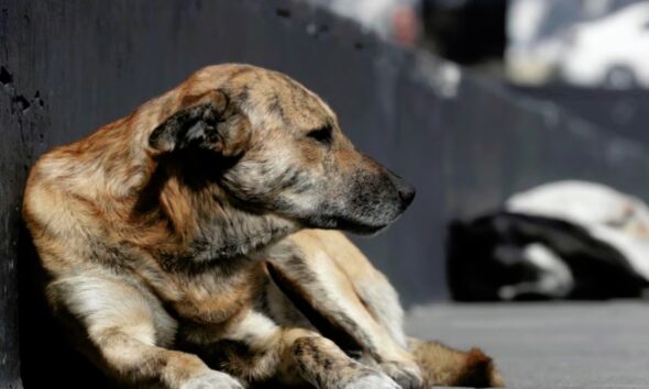 Advierte Ayuntamiento que no se tolerará el maltrato animal