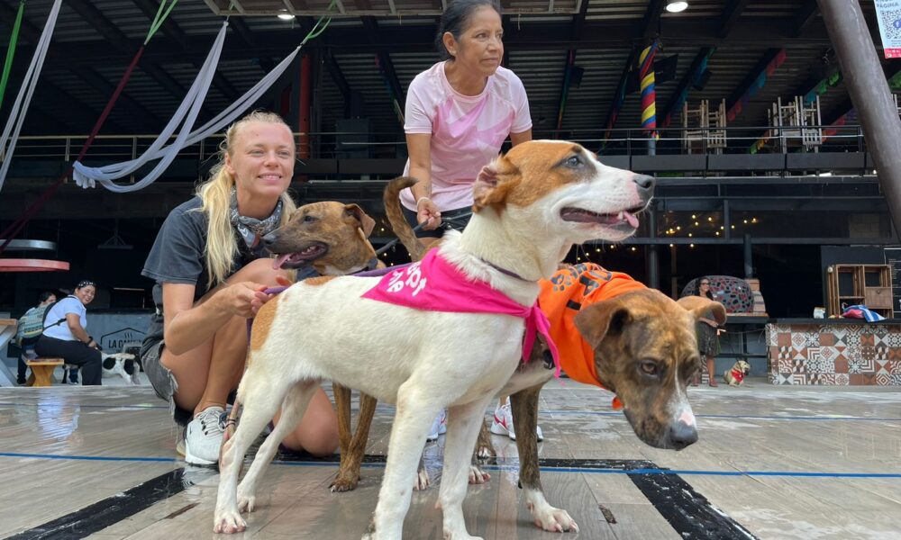 Refuerzan acciones para inhibir el maltrato animal en Solidaridad