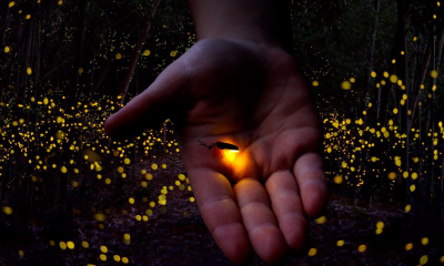 Las luciérnagas que se apagan: un llamado a la conciencia