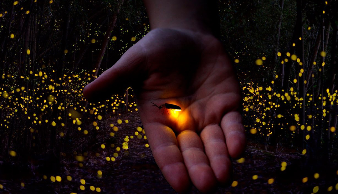 Las luciérnagas que se apagan: un llamado a la conciencia