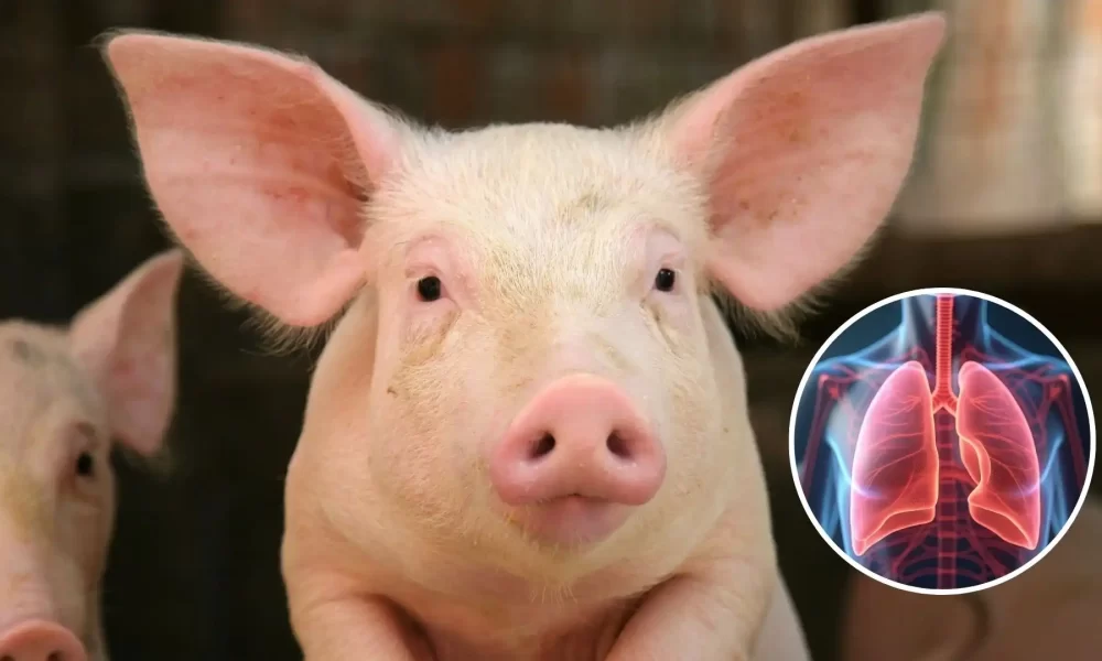 primer trasplante de pulmón de cerdo a un humano