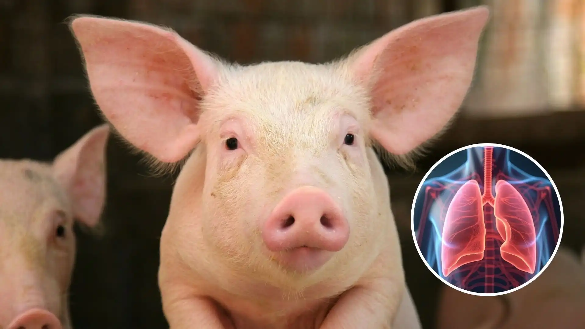 primer trasplante de pulmón de cerdo a un humano