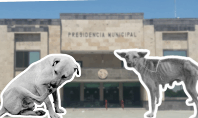 multa histórica impuesta al ayuntamiento de Piedras Negras por presunto caso de maltrato animal documentado en Coahuila