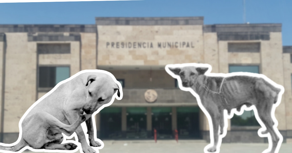 multa histórica impuesta al ayuntamiento de Piedras Negras por presunto caso de maltrato animal documentado en Coahuila