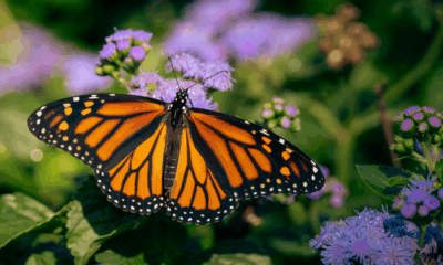 mariposa monarca con microtransmisor MW026 en migración