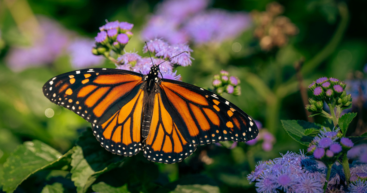 mariposa monarca con microtransmisor MW026 en migración