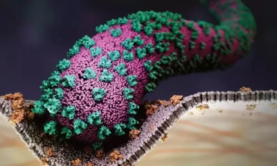 oms emite alerta por el virus de marburgo