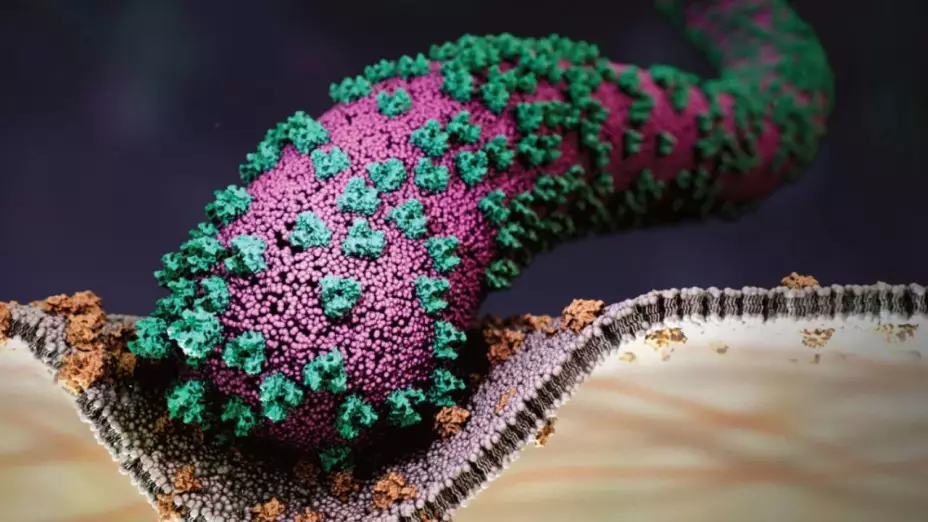 oms emite alerta por el virus de marburgo