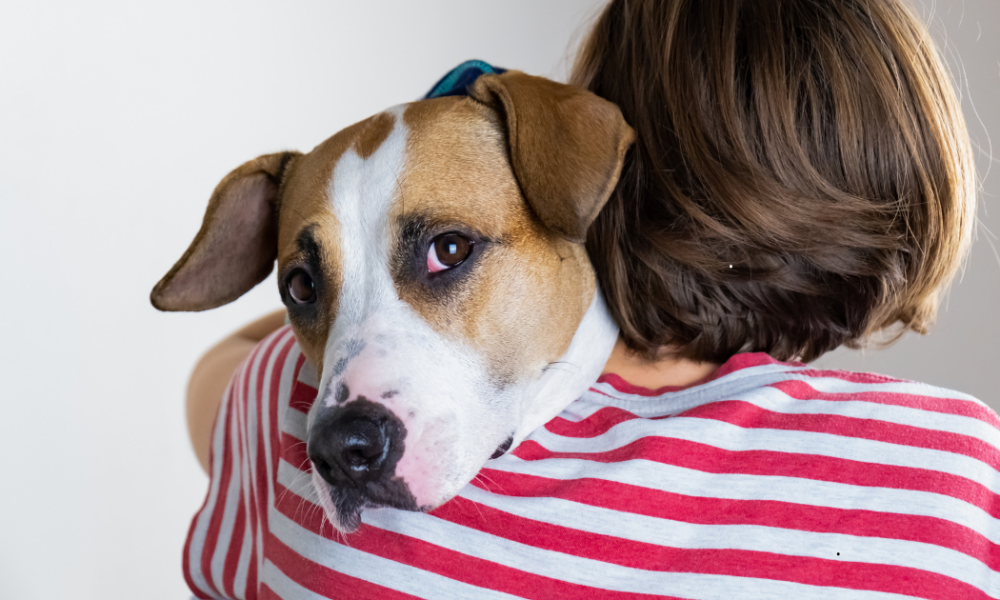 Estudiantes en Colombia reciben educación sobre protección animal tras la Aprobación de la Ley Empatía