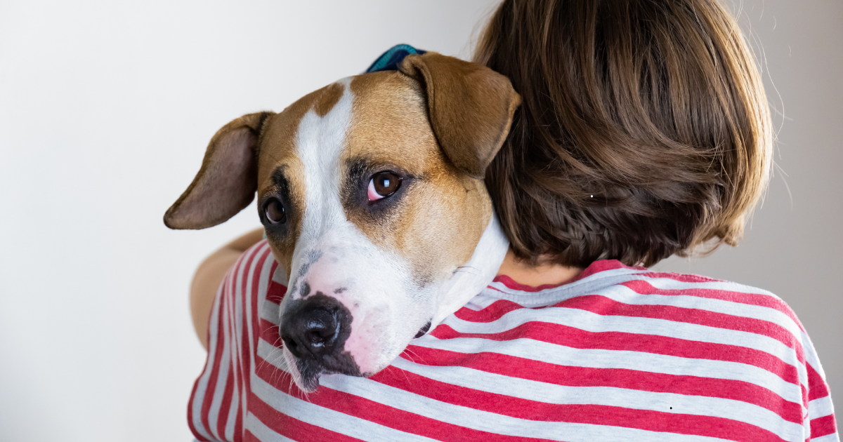 Estudiantes en Colombia reciben educación sobre protección animal tras la Aprobación de la Ley Empatía
