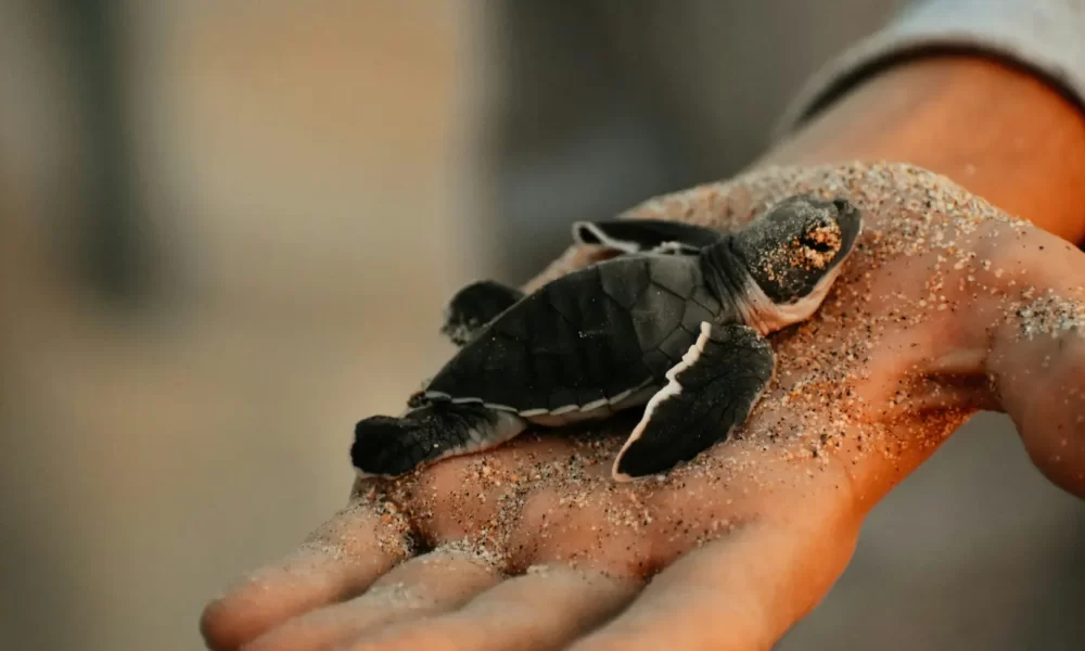 Liberación de crías de tortuga marina en una playa de Cancún durante la temporada 2025.