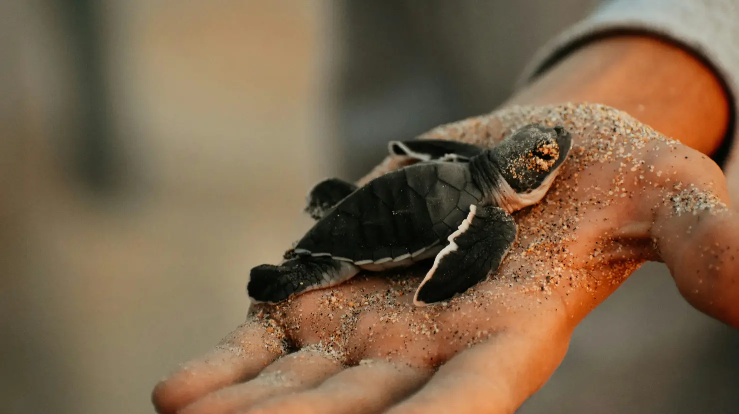 Liberación de crías de tortuga marina en una playa de Cancún durante la temporada 2025.