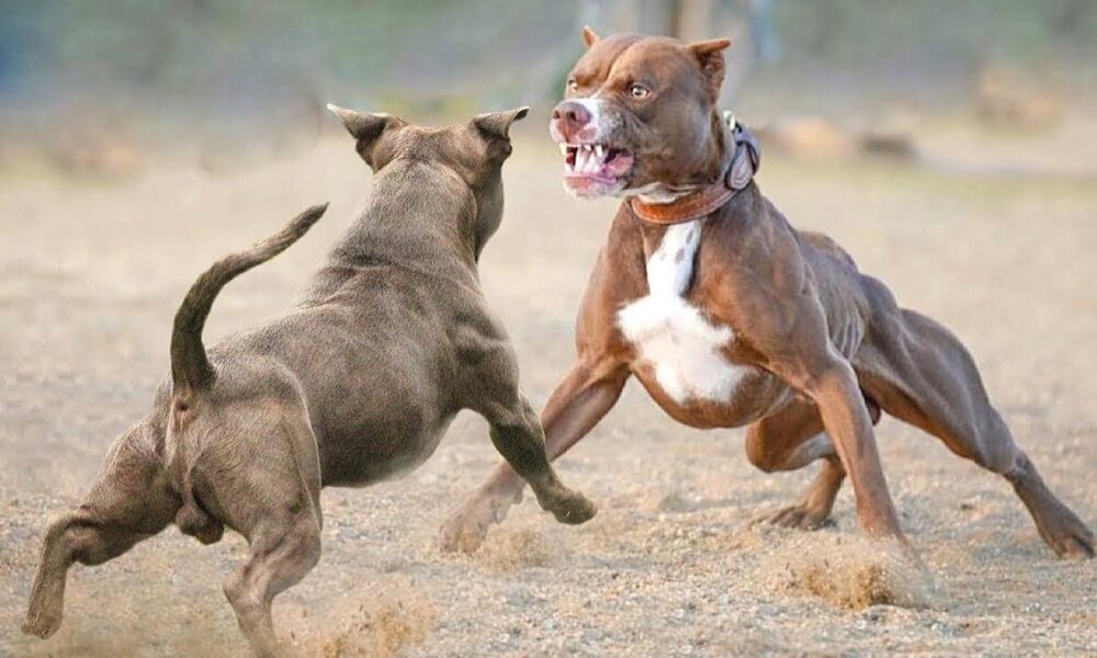 Dos perros durante una pelea, práctica prohibida tras la reforma Ley Protección Animal en San Luis Potosí