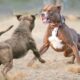 Dos perros durante una pelea, práctica prohibida tras la reforma Ley Protección Animal en San Luis Potosí