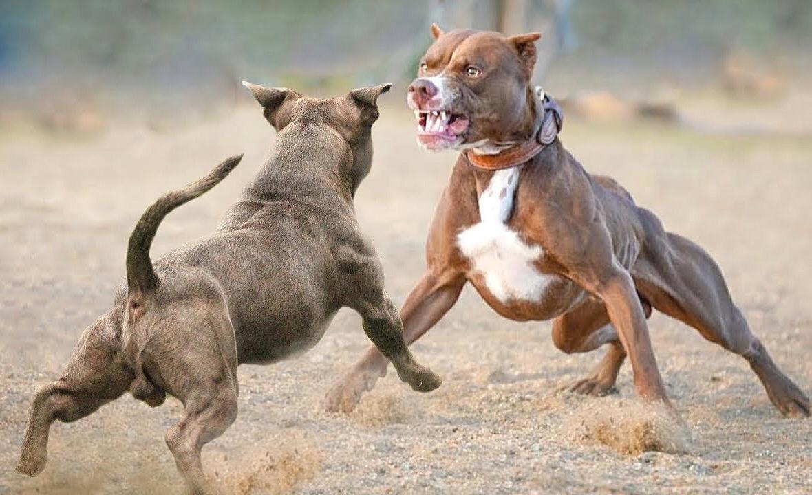 Dos perros durante una pelea, práctica prohibida tras la reforma Ley Protección Animal en San Luis Potosí