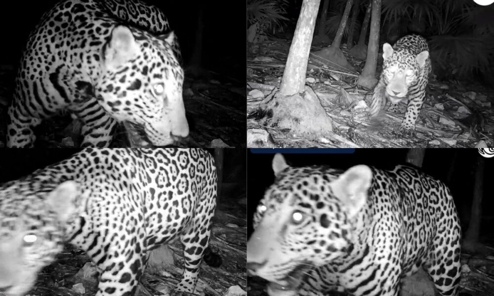 Jaguar captado por cámara trampa cerca de una zona arqueológica en la Península de Yucatán
