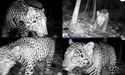 Jaguar captado por cámara trampa cerca de una zona arqueológica en la Península de Yucatán