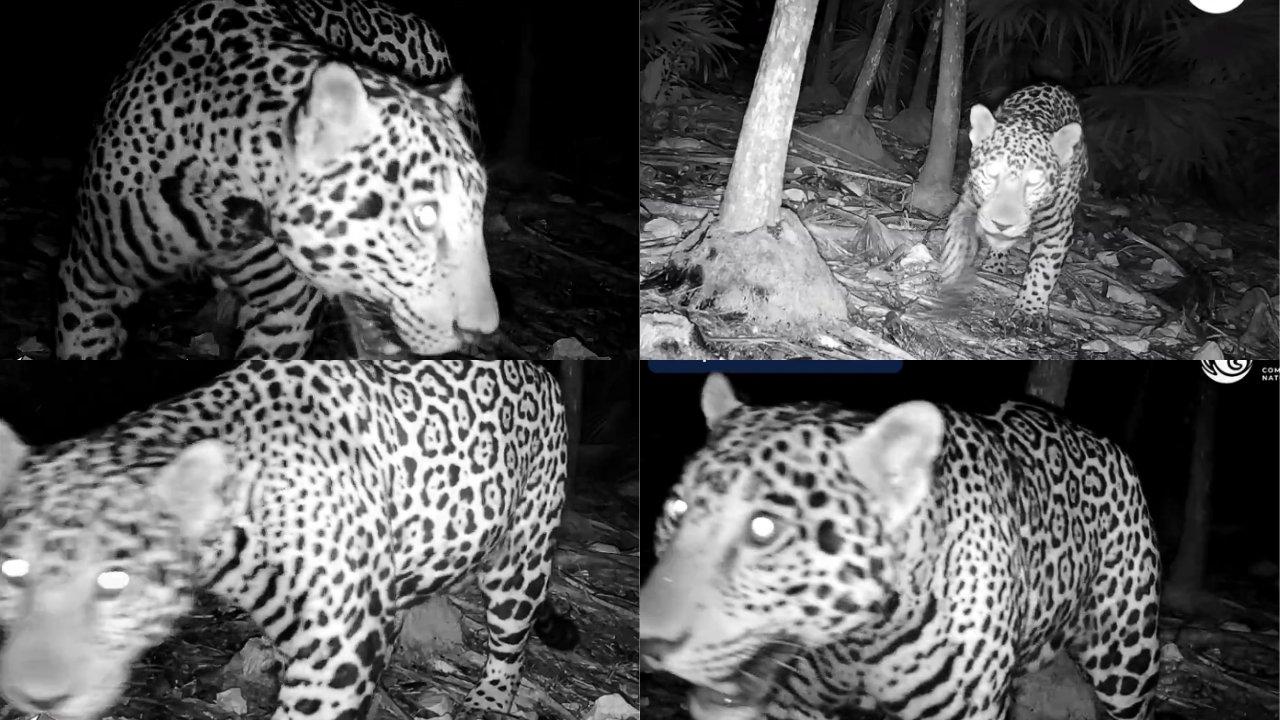 Jaguar captado por cámara trampa cerca de una zona arqueológica en la Península de Yucatán