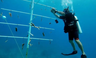 Biólogos instalan viveros submarinos de coral en Quintana Roo como parte de un proyecto de arrecifes artificiales para restaurar la vida marina.
